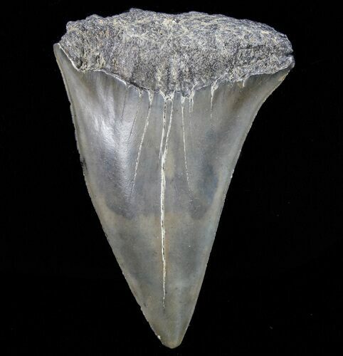 Fossil Mako Shark Tooth - Georgia #75195